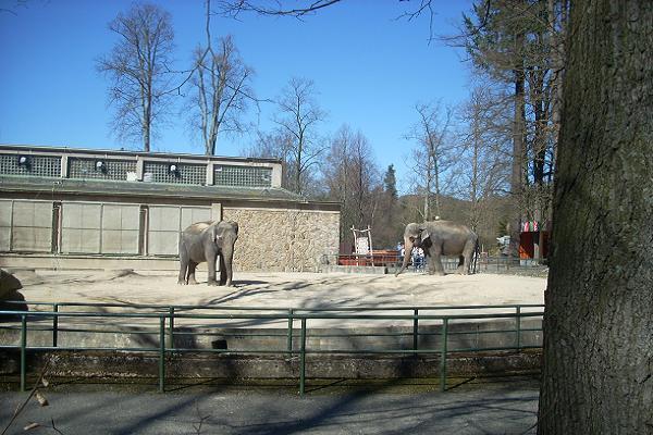 ZOO - Sloni