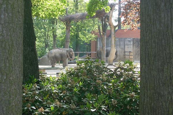 ZOO - Sloni