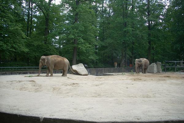 ZOO - Sloni